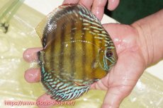 画像2: 【ワイルドディスカス】【通販】【未開の新産地個体】ラーゴサポレッド&パール【個体販売】14-16cm（生体）ラーゴサポ産 (2)