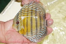 画像1: 【ワイルドディスカス】【通販】【未開の新産地個体】ラーゴサポレッド&パール【個体販売】14-16cm（生体）ラーゴサポ産 (1)