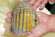 画像3: 【ワイルドディスカス】【通販】【未開の新産地個体】ラーゴサポレッド&パール【個体販売】14-16cm（生体）ラーゴサポ産 (3)