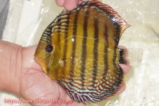 画像3: 【30周年記念セール対象個体】【ワイルドディスカス】【通販】【未開の新産地個体】ラーゴサポパールロイヤル【個体ペア販売】15-16cm（生体）ラーゴサポ産 (3)