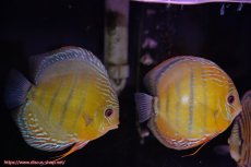 画像1: 【ワイルドディスカス】【通販】【未開の新産地個体】ラーゴサポクリムゾンレッド【個体ペア販売】15-16cm（生体）ラーゴサポ産 (1)