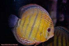 画像5: 【ワイルドディスカス】【通販】【未開の新産地個体】ラーゴサポクリムゾンレッド【個体ペア販売】15-16cm（生体）ラーゴサポ産 (5)