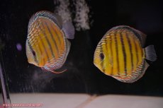 画像1: 【ワイルドディスカス】【通販】【未開の新産地個体】ラーゴサポミドルパールロイヤル【個体ペア販売】15-16cm（生体）ラーゴサポ産 (1)