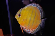 画像5: 【初夏のペア祭り対象個体】【ワイルドディスカス】【通販】【未開の新産地個体】ラーゴサポクリムゾンレッド【個体ペア販売】15-16cm（生体）ラーゴサポ産 (5)