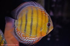 画像5: 【初夏のペア祭り対象個体】【ワイルドディスカス】【通販】【未開の新産地個体】ラーゴサポクリムゾンレッド【個体ペア販売】15-16cm（生体）ラーゴサポ産 (5)