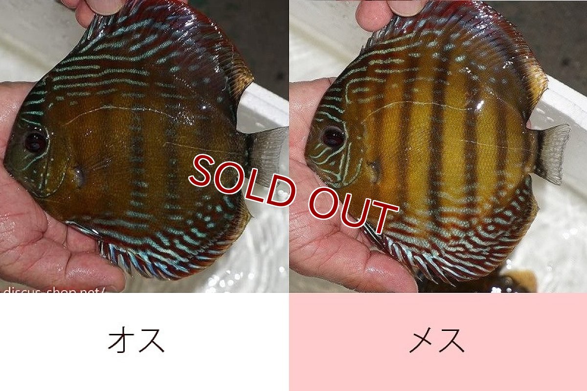 画像1: 【ワイルドディスカス】【通販】ラーゴサポレッド【個体ペア販売】15-16cm（生体）ラーゴサポ産 (1)