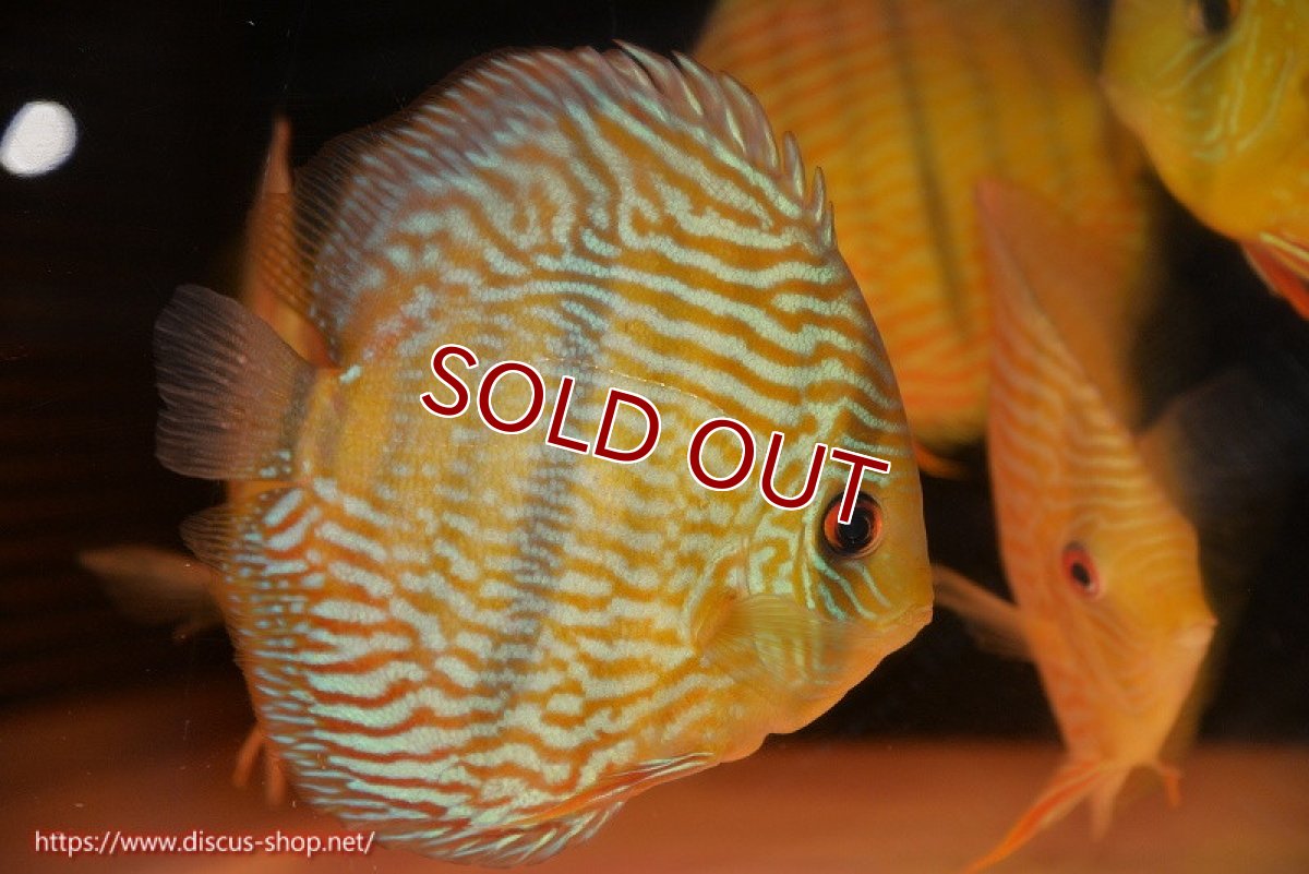 画像1: 【ワイルドディスカス】【通販】【10年ぶり？の入荷】カヌマ スーパーロイヤル【個体販売】17-18cm（生体）カヌマ産 (1)