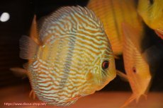 画像1: 【ワイルドディスカス】【通販】【10年ぶり？の入荷】カヌマ スーパーロイヤル【個体販売】17-18cm（生体）カヌマ産 (1)