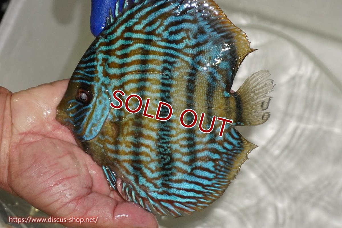 画像2: 【ワイルドディスカス】【通販】【10年ぶり？の入荷】カヌマ スーパーロイヤル【個体販売】17-18cm（生体）カヌマ産 (2)