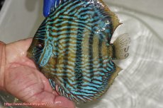 画像2: 【ワイルドディスカス】【通販】【10年ぶり？の入荷】カヌマ スーパーロイヤル【個体販売】17-18cm（生体）カヌマ産 (2)