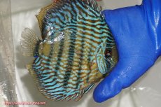 画像3: 【ワイルドディスカス】【通販】【10年ぶり？の入荷】カヌマ スーパーロイヤル【個体販売】17-18cm（生体）カヌマ産 (3)