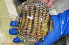 画像4: 【ウィンターセール クーポンご利用で更に10％OFF対象商品】【ワイルドディスカス】【通販】【10年ぶり？の入荷】カヌマ スーパーロイヤル【個体販売】16-17cm（生体）カヌマ産 (4)