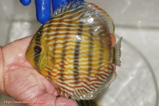 画像3: 【ウィンターセール クーポンご利用で更に10％OFF対象商品】【ワイルドディスカス】【通販】【10年ぶり？の入荷】カヌマ スーパーロイヤル【個体販売】15-16cm（生体）カヌマ産 (3)