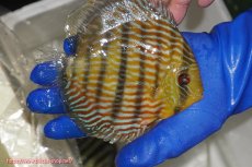 画像4: 【ウィンターセール クーポンご利用で更に10％OFF対象商品】【ワイルドディスカス】【通販】【10年ぶり？の入荷】カヌマ スーパーロイヤル【個体販売】15-16cm（生体）カヌマ産 (4)