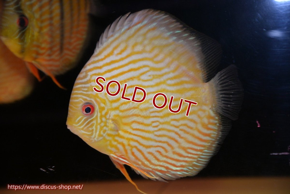 画像1: 【ワイルドディスカス】【通販】【10年ぶり？の入荷】カヌマ スーパーロイヤル【個体販売】17-18cm（生体）カヌマ産 (1)