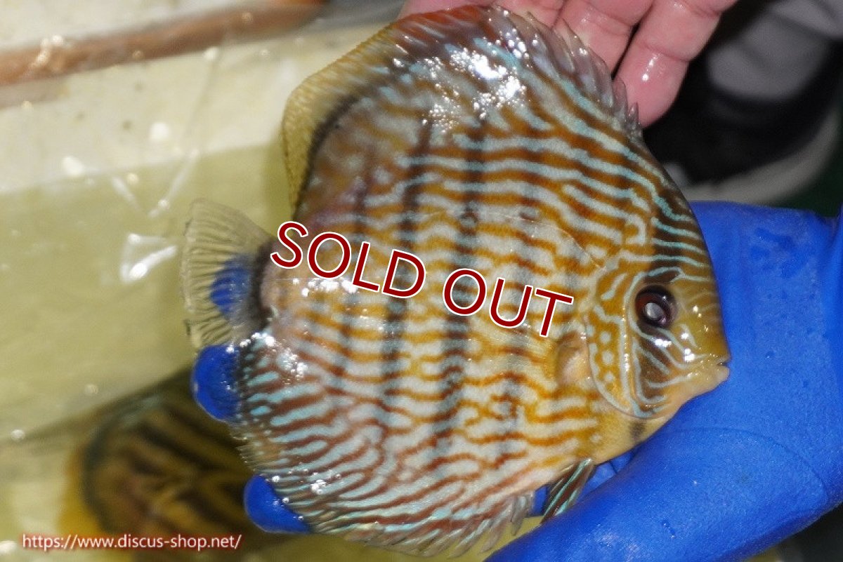 画像3: 【ワイルドディスカス】【通販】【10年ぶり？の入荷】カヌマ スーパーロイヤル【個体販売】17-18cm（生体）カヌマ産 (3)