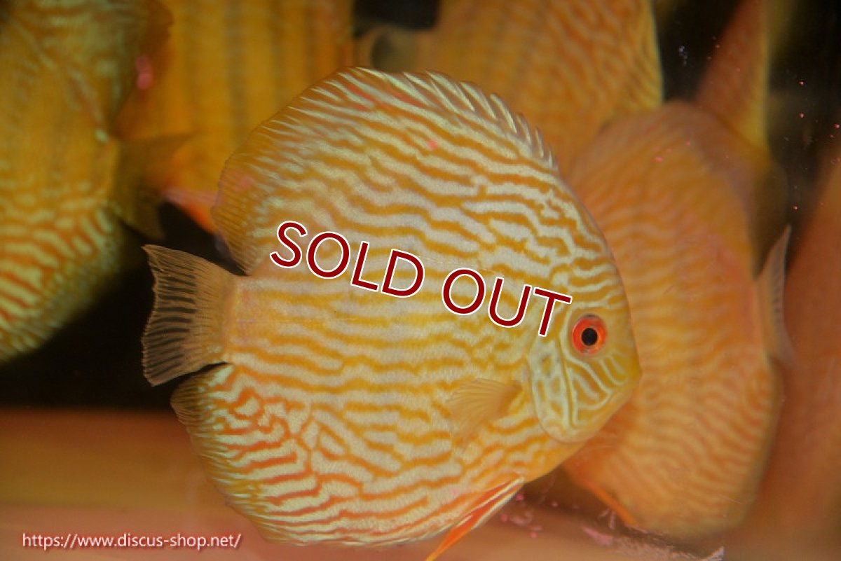 画像1: 【ワイルドディスカス】【通販】【10年ぶり？の入荷】カヌマ スーパーロイヤル【個体販売】16-17cm（生体）カヌマ産 (1)