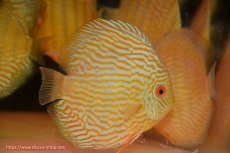 画像1: 【ワイルドディスカス】【通販】【10年ぶり？の入荷】カヌマ スーパーロイヤル【個体販売】16-17cm（生体）カヌマ産 (1)