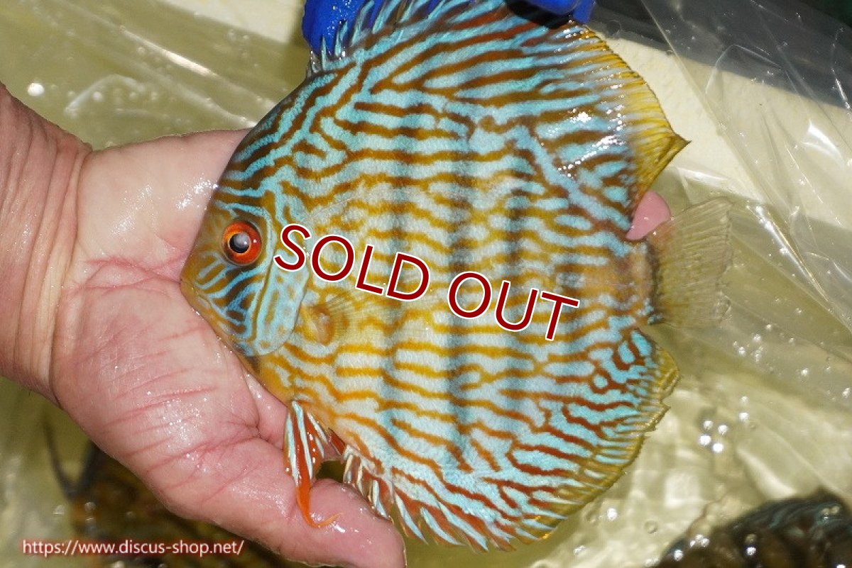 画像2: 【ワイルドディスカス】【通販】【10年ぶり？の入荷】カヌマ スーパーロイヤル【個体販売】16-17cm（生体）カヌマ産 (2)