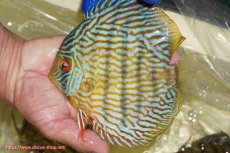 画像2: 【ワイルドディスカス】【通販】【10年ぶり？の入荷】カヌマ スーパーロイヤル【個体販売】16-17cm（生体）カヌマ産 (2)