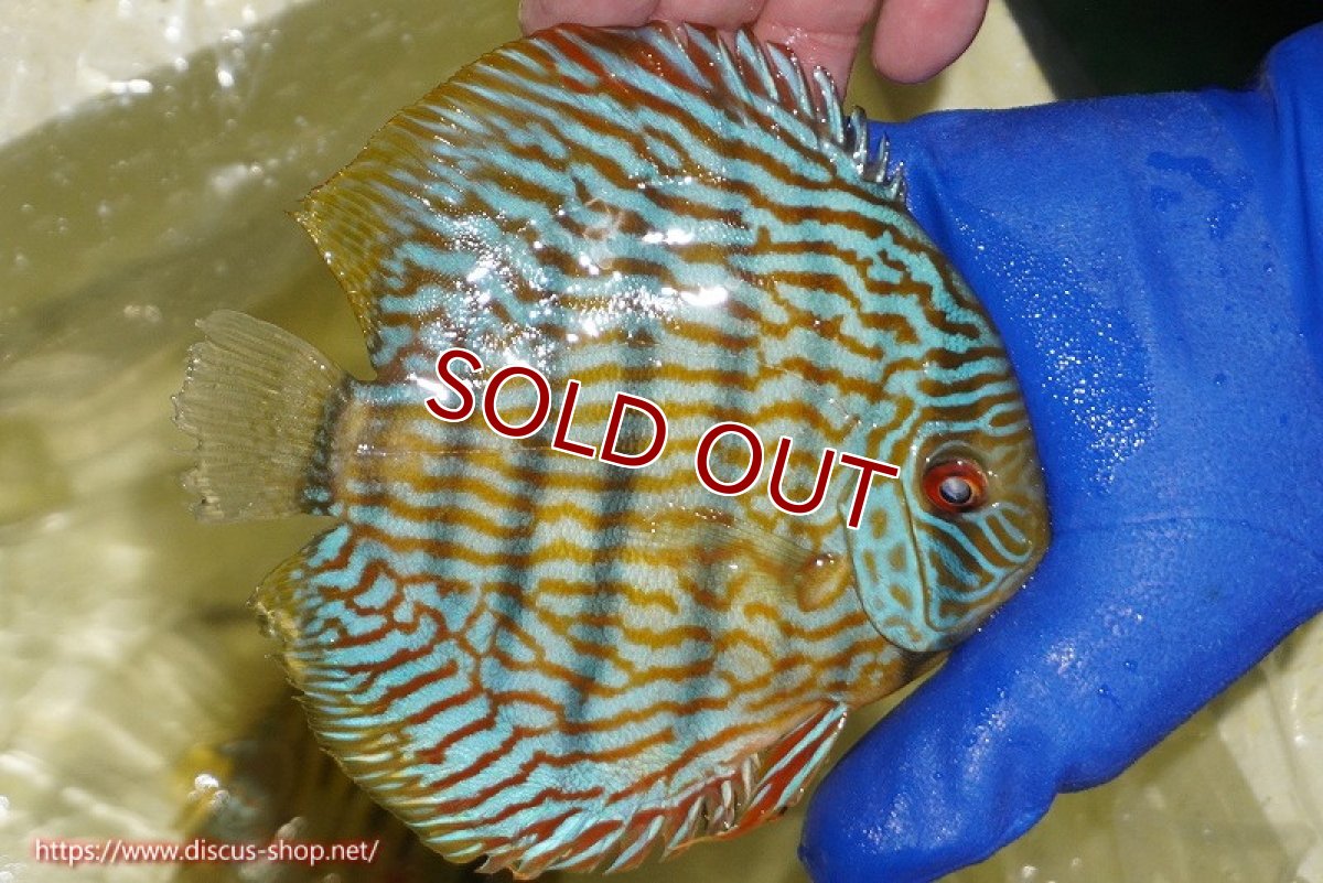 画像3: 【ワイルドディスカス】【通販】【10年ぶり？の入荷】カヌマ スーパーロイヤル【個体販売】16-17cm（生体）カヌマ産 (3)