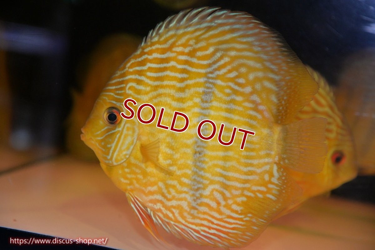 画像1: 【ワイルドディスカス】【通販】【10年ぶり？の入荷】カヌマ スーパーロイヤル【個体販売】17-18cm（生体）カヌマ産 (1)