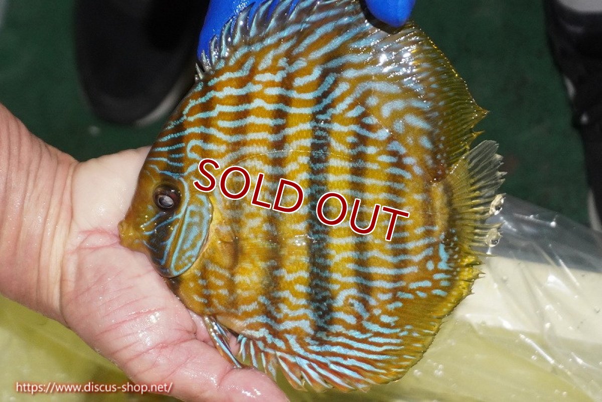 画像2: 【ワイルドディスカス】【通販】【10年ぶり？の入荷】カヌマ スーパーロイヤル【個体販売】17-18cm（生体）カヌマ産 (2)