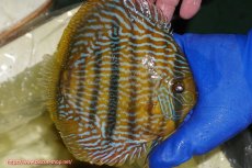 画像3: 【ウィンターセール クーポンご利用で更に10％OFF対象商品】【ワイルドディスカス】【通販】【10年ぶり？の入荷】カヌマ スーパーロイヤル【個体販売】17-18cm（生体）カヌマ産 (3)