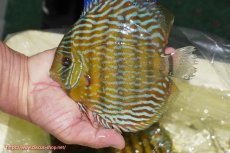 画像3: 【ウィンターセール クーポンご利用で更に10％OFF対象商品】【ワイルドディスカス】【通販】【10年ぶり？の入荷】カヌマ スーパーロイヤル【個体販売】16-17cm（生体）カヌマ産 (3)