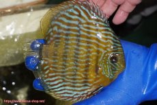 画像4: 【ウィンターセール クーポンご利用で更に10％OFF対象商品】【ワイルドディスカス】【通販】【10年ぶり？の入荷】カヌマ スーパーロイヤル【個体販売】16-17cm（生体）カヌマ産 (4)