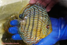 画像3: 【ウィンターセール クーポンご利用で更に10％OFF対象商品】【ワイルドディスカス】【通販】【10年ぶり？の入荷】カヌマ スーパーロイヤル【個体販売】16-17cm（生体）カヌマ産 (3)