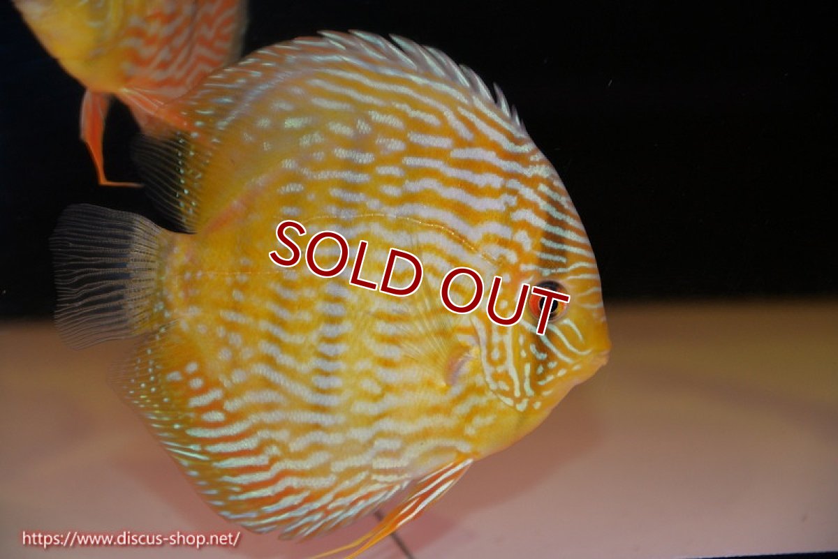 画像1: 【ワイルドディスカス】【通販】【10年ぶり？の入荷】カヌマ スーパーロイヤル【個体販売】16-17cm（生体）カヌマ産 (1)