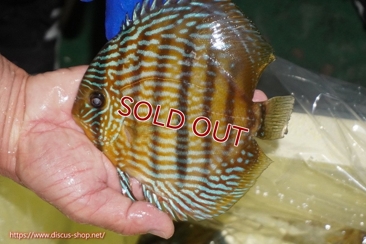 画像2: 【ワイルドディスカス】【通販】【10年ぶり？の入荷】カヌマ スーパーロイヤル【個体販売】16-17cm（生体）カヌマ産 (2)