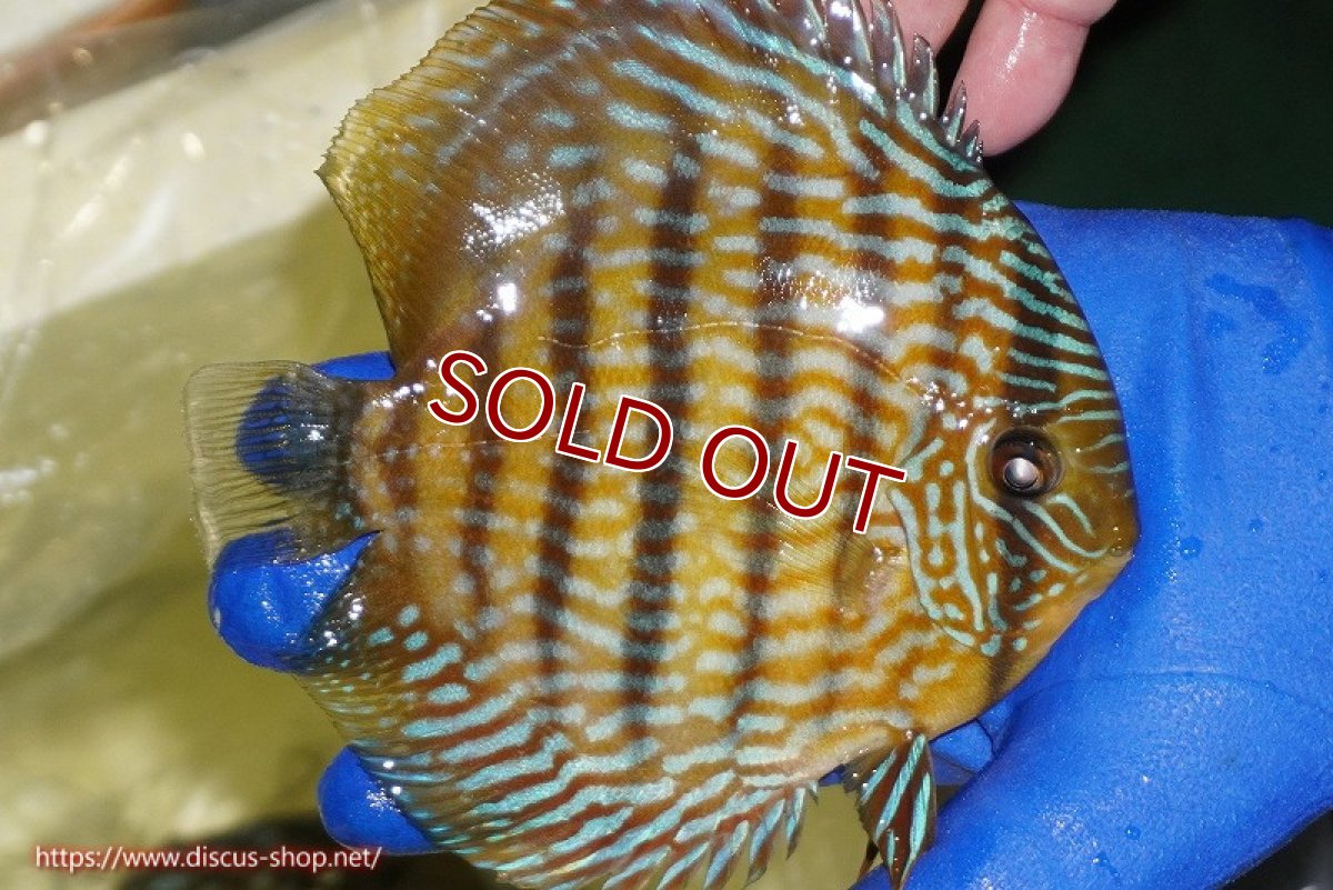 画像3: 【ワイルドディスカス】【通販】【10年ぶり？の入荷】カヌマ スーパーロイヤル【個体販売】16-17cm（生体）カヌマ産 (3)