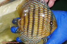 画像3: 【ウィンターセール クーポンご利用で更に10％OFF対象商品】【ワイルドディスカス】【通販】【10年ぶり？の入荷】カヌマ スーパーロイヤル【個体販売】16-17cm（生体）カヌマ産 (3)