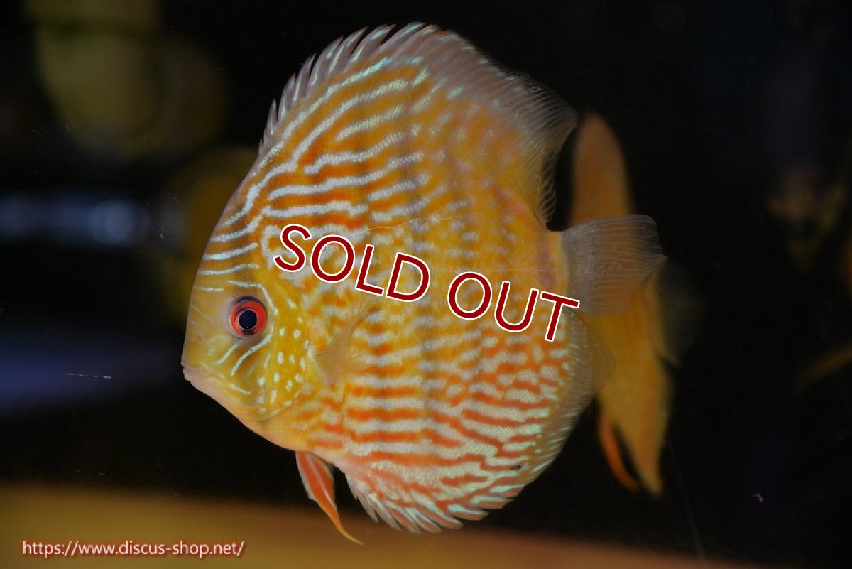 画像1: 【ウィンターセール クーポンご利用で更に10％OFF対象商品】【ワイルドディスカス】【通販】【10年ぶり？の入荷】カヌマ スーパーロイヤル(難あり左ツノ無し)【個体販売】15-16cm（生体）カヌマ産 (1)