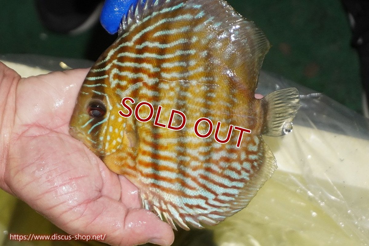 画像2: 【ウィンターセール クーポンご利用で更に10％OFF対象商品】【ワイルドディスカス】【通販】【10年ぶり？の入荷】カヌマ スーパーロイヤル(難あり左ツノ無し)【個体販売】15-16cm（生体）カヌマ産 (2)