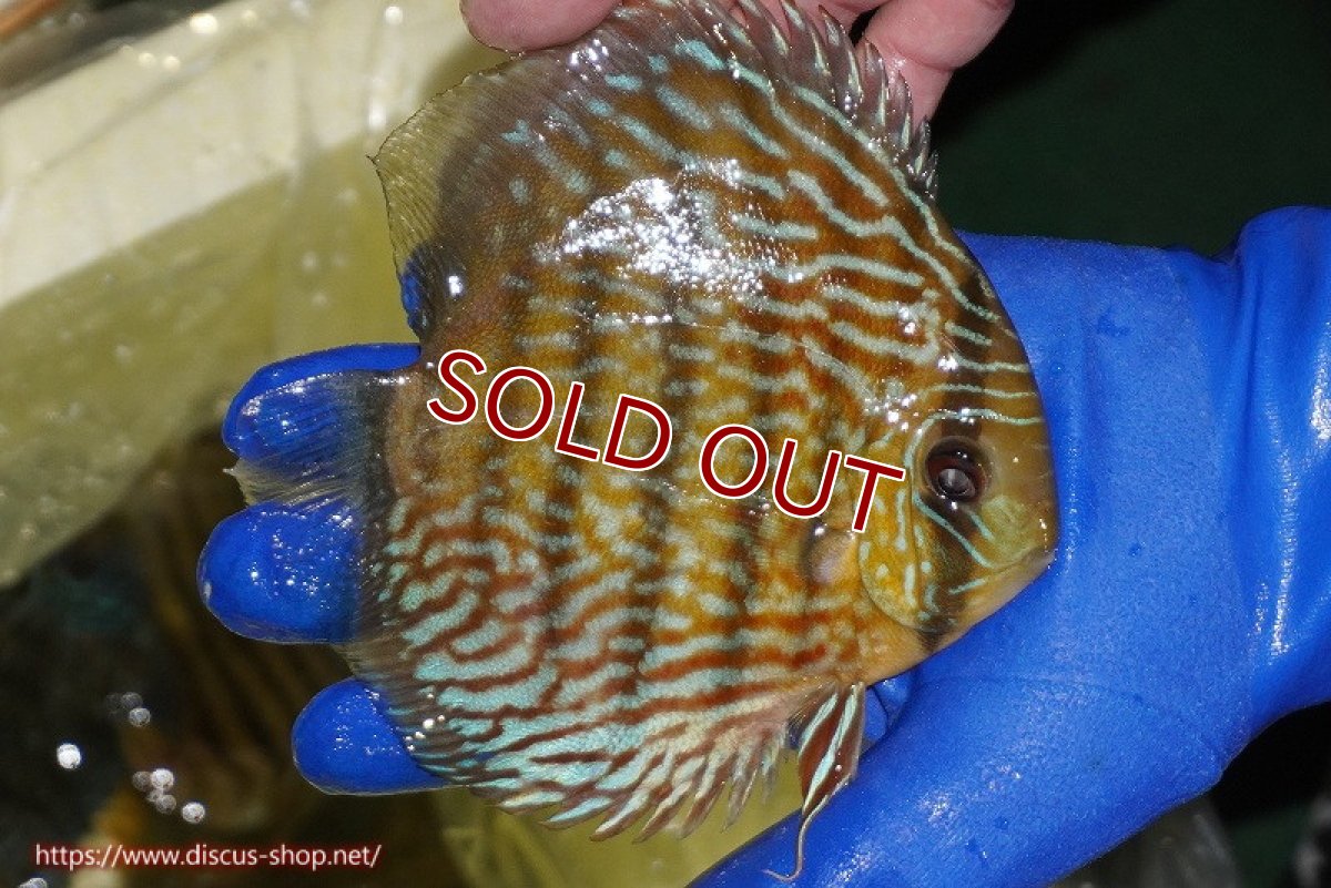 画像3: 【ウィンターセール クーポンご利用で更に10％OFF対象商品】【ワイルドディスカス】【通販】【10年ぶり？の入荷】カヌマ スーパーロイヤル(難あり左ツノ無し)【個体販売】15-16cm（生体）カヌマ産 (3)