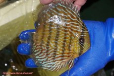 画像3: 【ウィンターセール クーポンご利用で更に10％OFF対象商品】【ワイルドディスカス】【通販】【10年ぶり？の入荷】カヌマ スーパーロイヤル(難あり左ツノ無し)【個体販売】15-16cm（生体）カヌマ産 (3)