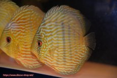 画像1: 【ワイルドディスカス】【通販】【10年ぶり？の入荷】カヌマ スーパーロイヤル【個体販売】14-15cm（生体）カヌマ産 (1)