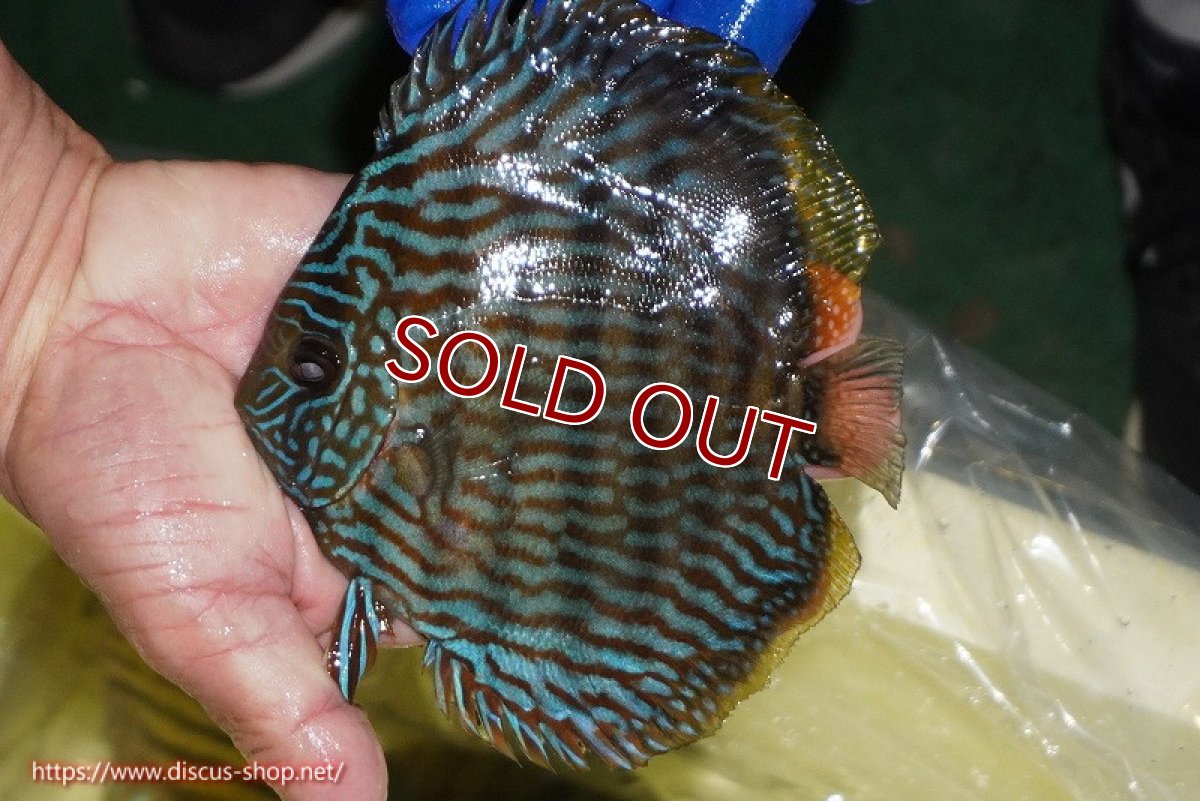 画像2: 【ワイルドディスカス】【通販】【10年ぶり？の入荷】カヌマ スーパーロイヤル【個体販売】14-15cm（生体）カヌマ産 (2)