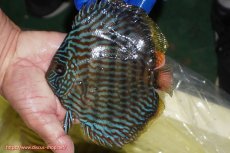 画像2: 【ワイルドディスカス】【通販】【10年ぶり？の入荷】カヌマ スーパーロイヤル【個体販売】14-15cm（生体）カヌマ産 (2)