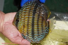 画像3: 【ウィンターセール クーポンご利用で更に10％OFF対象商品】【ワイルドディスカス】【通販】【10年ぶり？の入荷】カヌマ スーパーロイヤル【個体販売】15-16cm（生体）カヌマ産 (3)