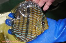 画像4: 【ウィンターセール クーポンご利用で更に10％OFF対象商品】【ワイルドディスカス】【通販】【10年ぶり？の入荷】カヌマ スーパーロイヤル【個体販売】15-16cm（生体）カヌマ産 (4)