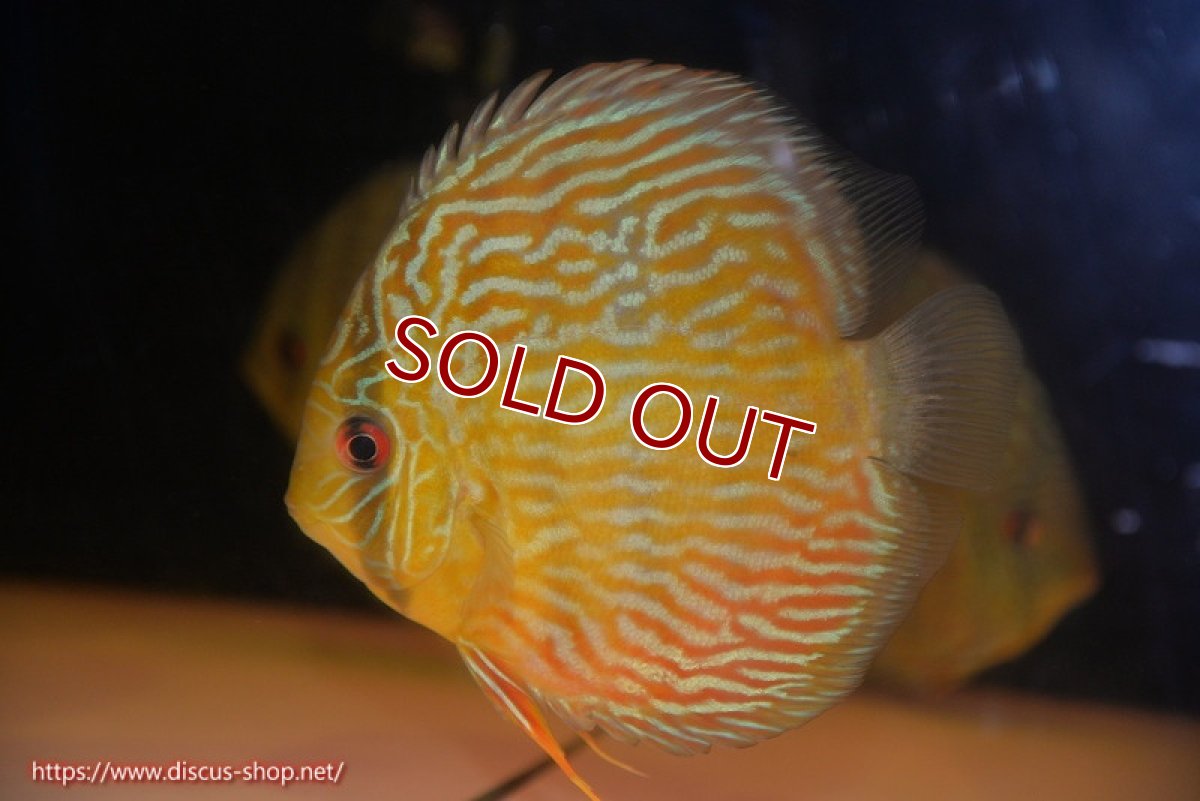 画像1: 【ワイルドディスカス】【通販】【10年ぶり？の入荷】カヌマ スーパーロイヤル【個体販売】15-16cm（生体）カヌマ産 (1)