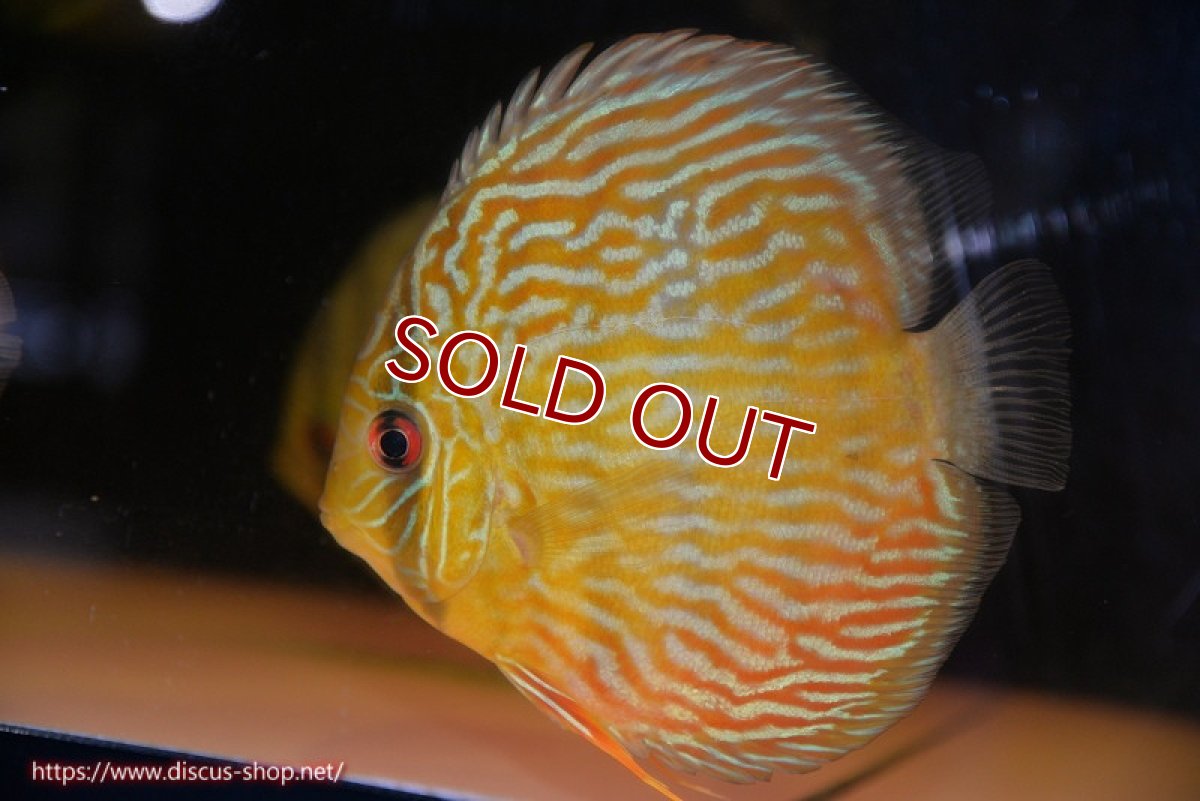 画像2: 【ワイルドディスカス】【通販】【10年ぶり？の入荷】カヌマ スーパーロイヤル【個体販売】15-16cm（生体）カヌマ産 (2)