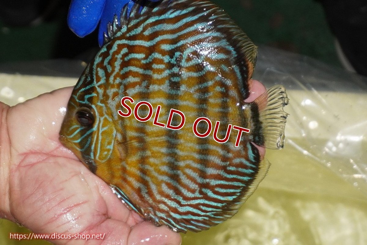 画像3: 【ワイルドディスカス】【通販】【10年ぶり？の入荷】カヌマ スーパーロイヤル【個体販売】15-16cm（生体）カヌマ産 (3)