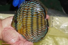 画像3: 【ウィンターセール クーポンご利用で更に10％OFF対象商品】【ワイルドディスカス】【通販】【10年ぶり？の入荷】カヌマ スーパーロイヤル【個体販売】15-16cm（生体）カヌマ産 (3)