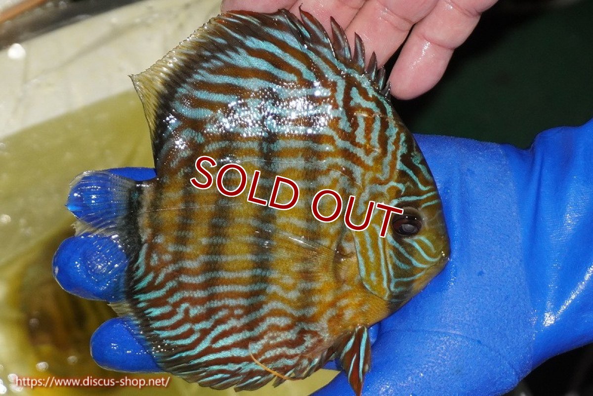 画像4: 【ワイルドディスカス】【通販】【10年ぶり？の入荷】カヌマ スーパーロイヤル【個体販売】15-16cm（生体）カヌマ産 (4)