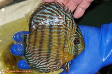 画像4: 【ウィンターセール クーポンご利用で更に10％OFF対象商品】【ワイルドディスカス】【通販】【10年ぶり？の入荷】カヌマ スーパーロイヤル【個体販売】15-16cm（生体）カヌマ産 (4)